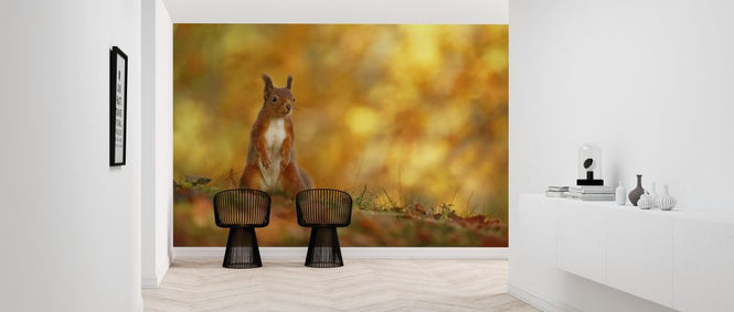 PHOTOWALL / Red Squirrel on Forest Floor (e320143)