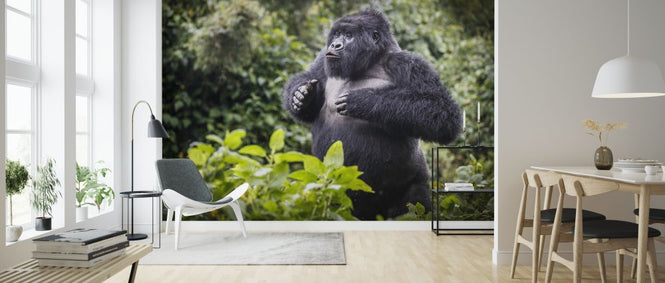 PHOTOWALL / Mountain Gorilla Blackback (e320148)