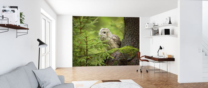 PHOTOWALL / Ural Owl (e323744)