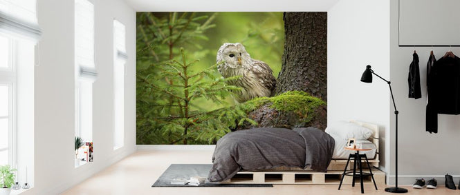 PHOTOWALL / Ural Owl (e323744)