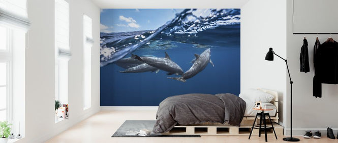 PHOTOWALL / Dolphins (e323805)