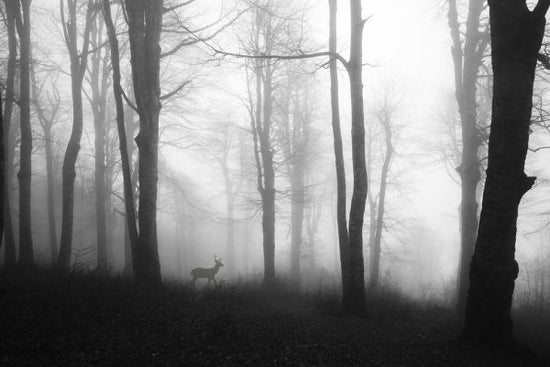 PHOTOWALL / Forest (e323880)
