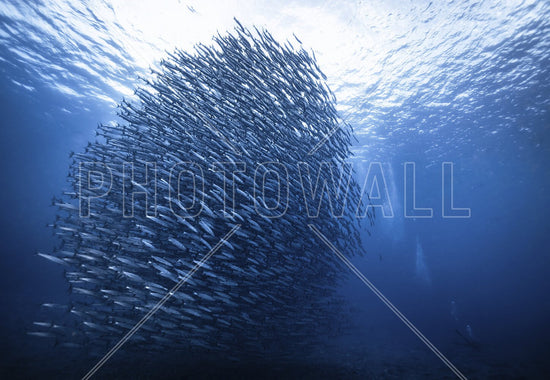 PHOTOWALL / Mass Giant (e323986)