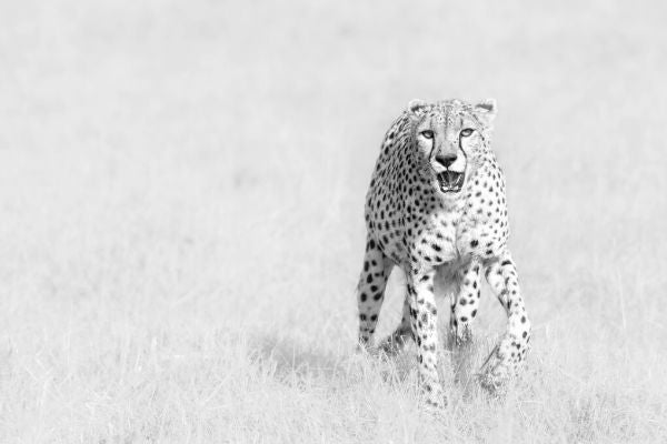 Zoom
