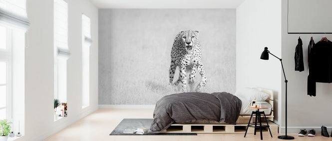 PHOTOWALL / Cheetah (e324081)
