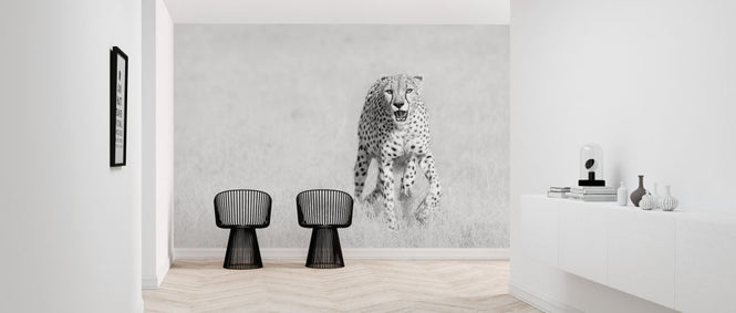 PHOTOWALL / Cheetah (e324081)