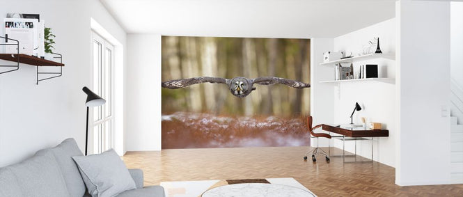 PHOTOWALL / Great Grey Owl (e324089)