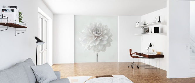 PHOTOWALL / Dahlias (e326285)