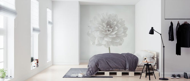 PHOTOWALL / Dahlias (e326286)