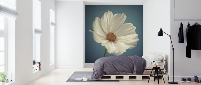 PHOTOWALL / Cosmos (e326320)