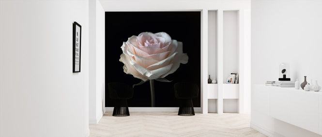 PHOTOWALL / Rose (e326342)
