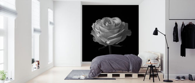 PHOTOWALL / Rose (e326393)