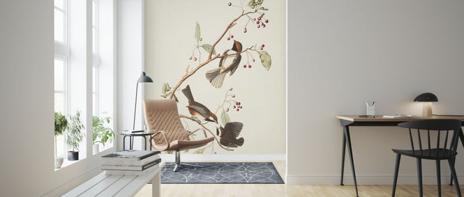 PHOTOWALL / Canadian Titmouse (e324795)