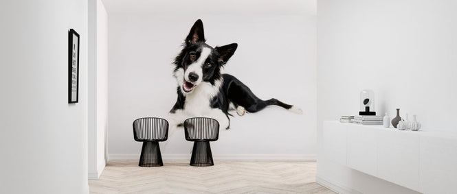 PHOTOWALL / Border Collie on White Background (e325003)