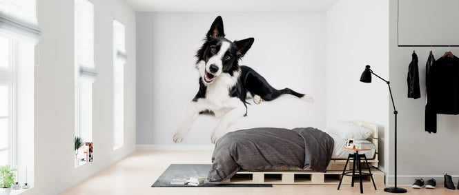 PHOTOWALL / Border Collie on White Background (e325003)