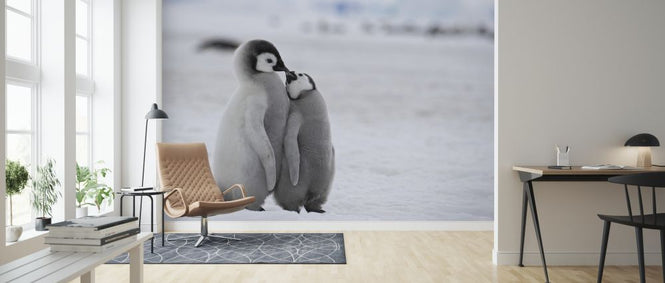 PHOTOWALL / Emperor Penguins (e325053)