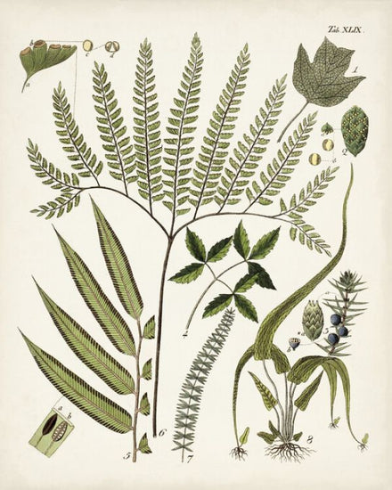 PHOTOWALL / Fanciful Ferns III (e327207)