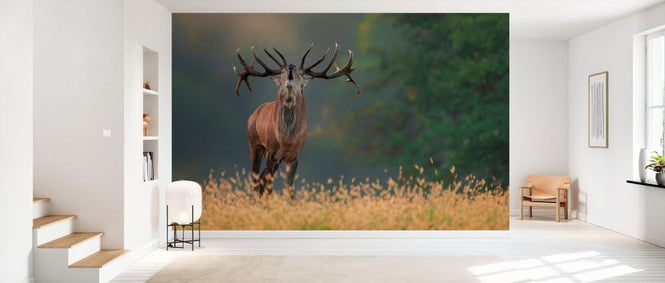 PHOTOWALL / Deer Wedding Song (e328514)