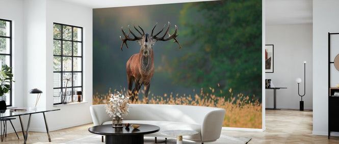 PHOTOWALL / Deer Wedding Song (e328514)