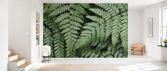 PHOTOWALL / Lady Ferns (e327940)