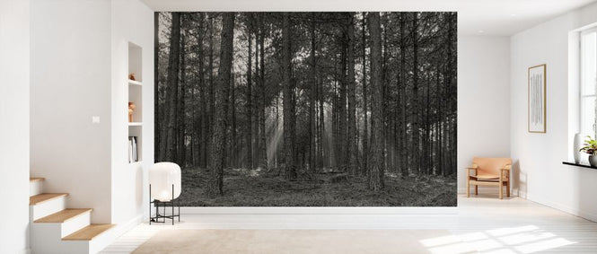 PHOTOWALL / Forest Landscape - BW (e331502)