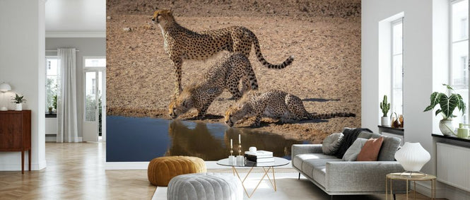 PHOTOWALL / Cheetah Drinking (e331537)