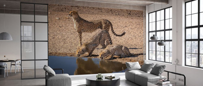 PHOTOWALL / Cheetah Drinking (e331537)