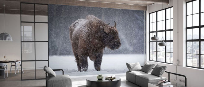 PHOTOWALL / Bison (e331643)