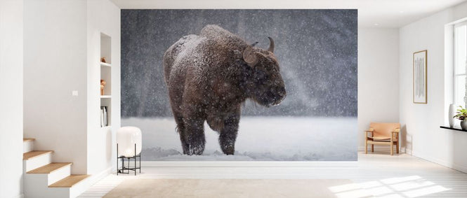 PHOTOWALL / Bison (e331643)
