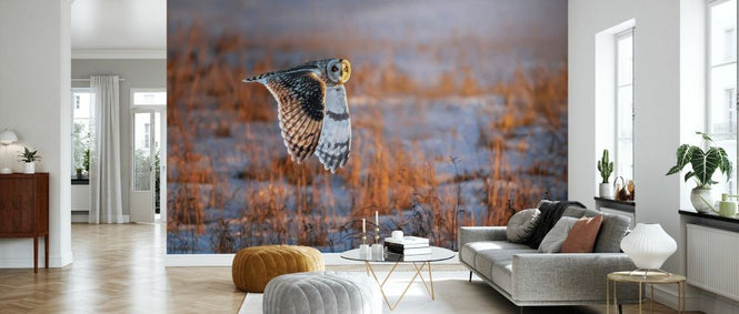 PHOTOWALL / Short Eared Owl (e331965)