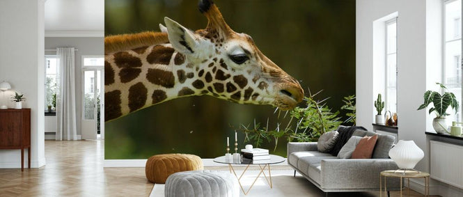 PHOTOWALL / Rothschild Giraffe Grazing on a Tree (e332015)