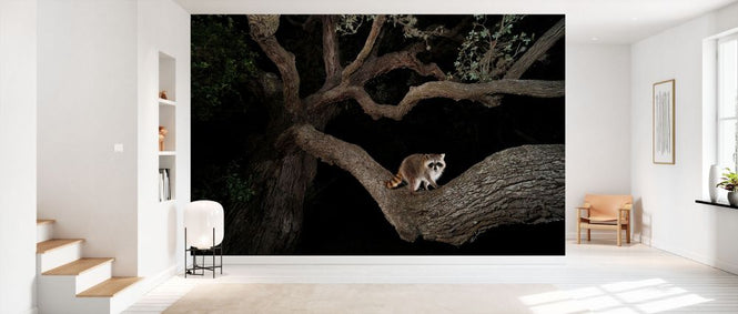 PHOTOWALL / Northern Raccoon Young at Night (e332056)