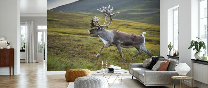 PHOTOWALL / Reindeer in Velvet (e332098)