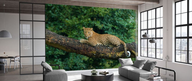 PHOTOWALL / Leopard Lying on a Acacia Tree (e332099)
