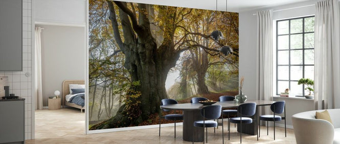 PHOTOWALL / Ancient Beech Trees (e332107)