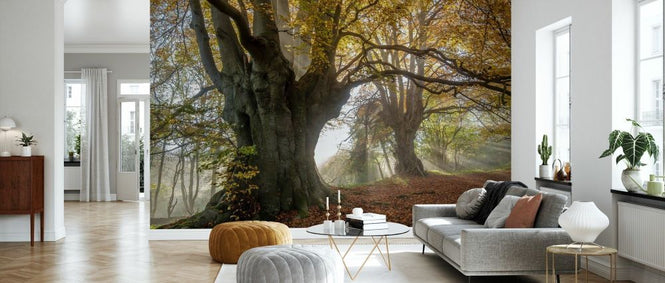 PHOTOWALL / Ancient Beech Trees (e332107)
