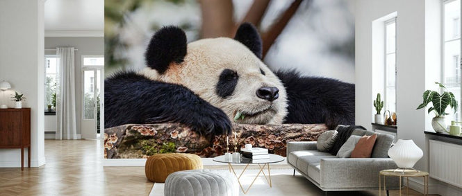 PHOTOWALL / Sleeping (e332187)