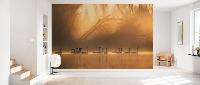 PHOTOWALL / Swans Community (e332190)