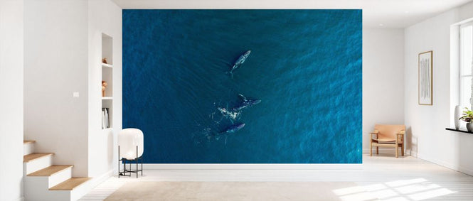 PHOTOWALL / Arabian Humpback Whale (e332206)