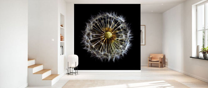PHOTOWALL / Open Dandelion on Black (e332604)