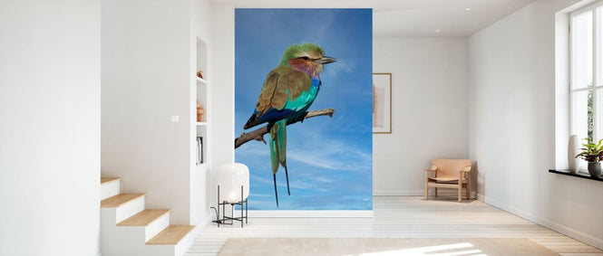 PHOTOWALL / Lilac Breasted Roller (e333785)