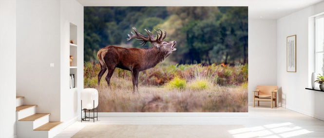 PHOTOWALL / Scream of the Deer (e333708)