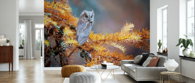 PHOTOWALL / Eurasian Scops Owl (e333710)