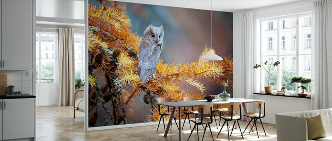 PHOTOWALL / Eurasian Scops Owl (e333710)