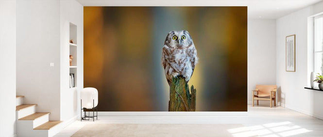 PHOTOWALL / Boreal Owl II (e333711)