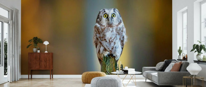 PHOTOWALL / Boreal Owl II (e333711)