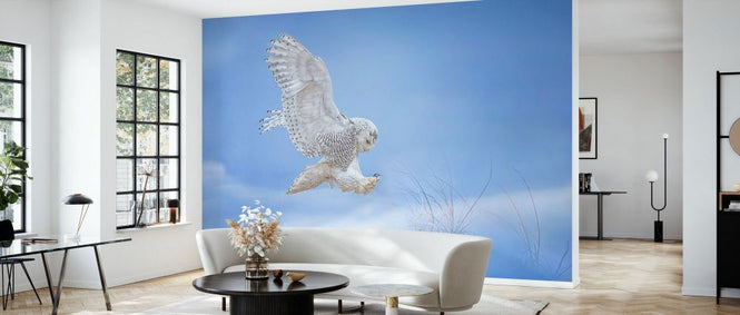 PHOTOWALL / Snow Owl (e333716)