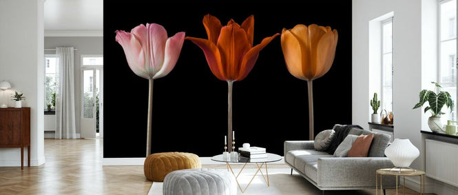 PHOTOWALL / Three Tulips III (e334013)