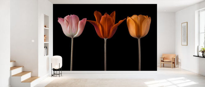 PHOTOWALL / Three Tulips III (e334013)