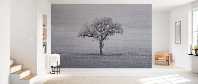 PHOTOWALL / Lone Tree (e334082)